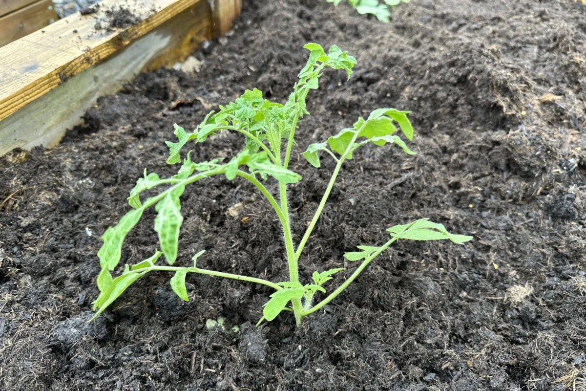 Tomato planted deeply in the ground.