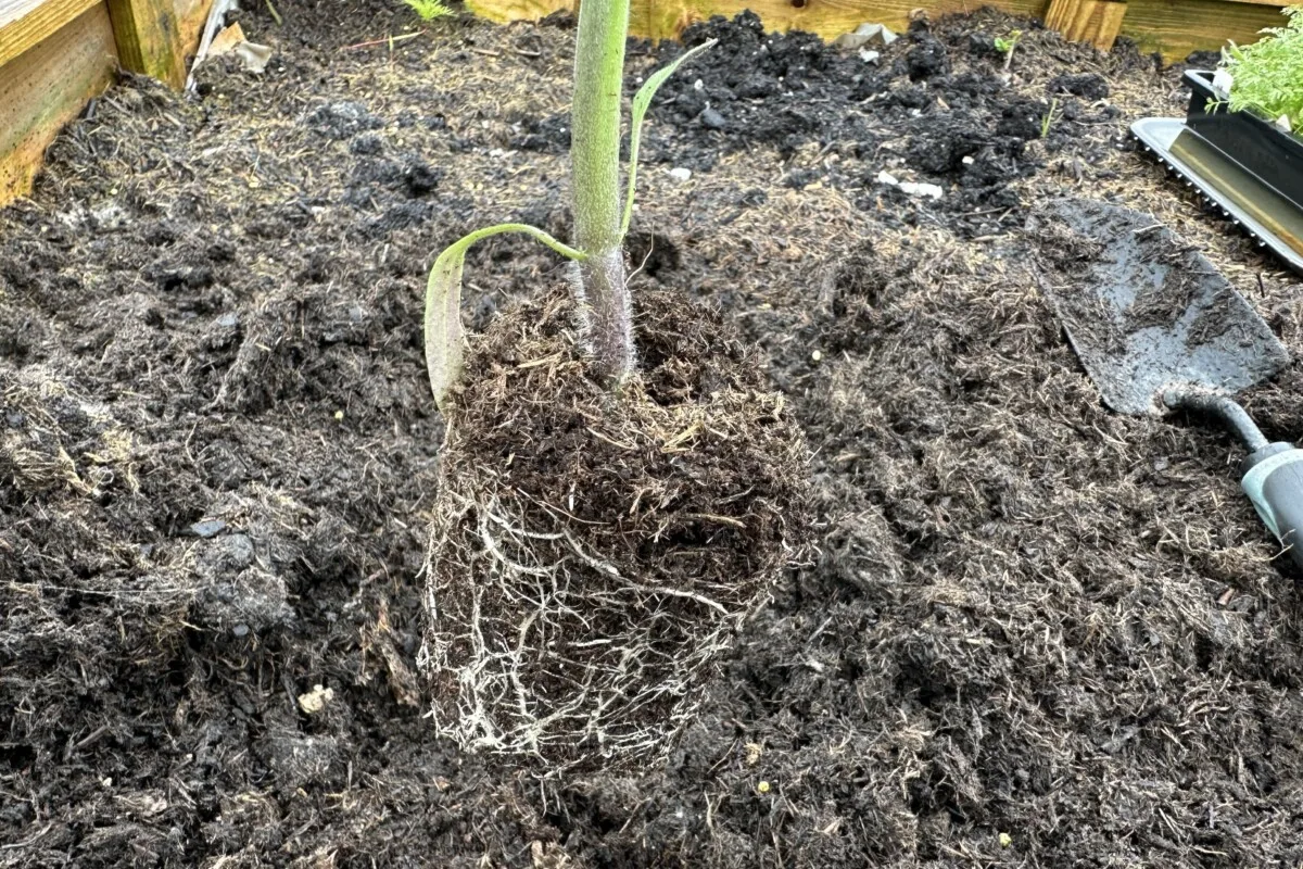 Tomato plant with small root system.