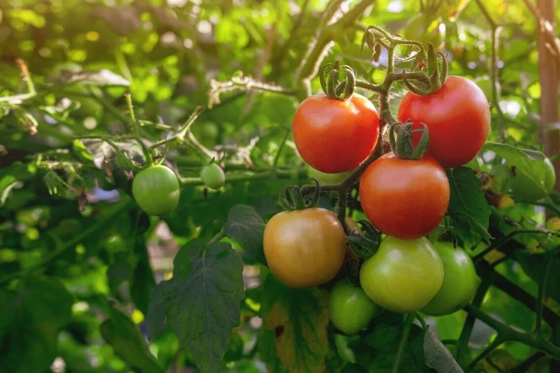 healthy tomato plant with red tomatoes
