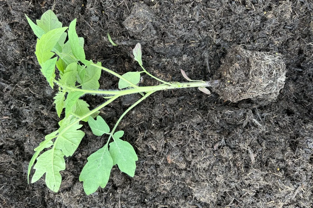 Tomato planted sideways