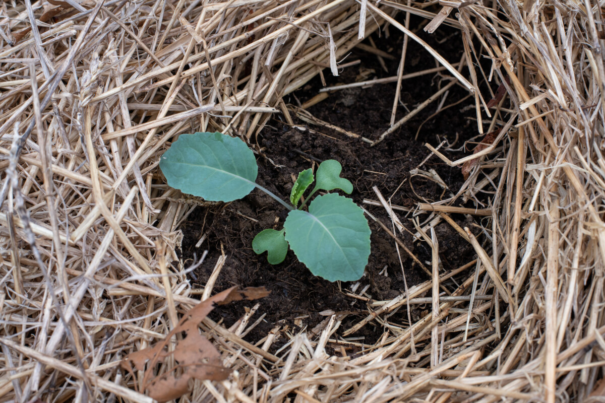 Small cabbage seedling planted in the soil. 