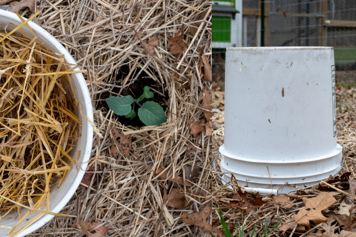 5-gallon bucket stuffed with straw being used to cover cabbage seedling 