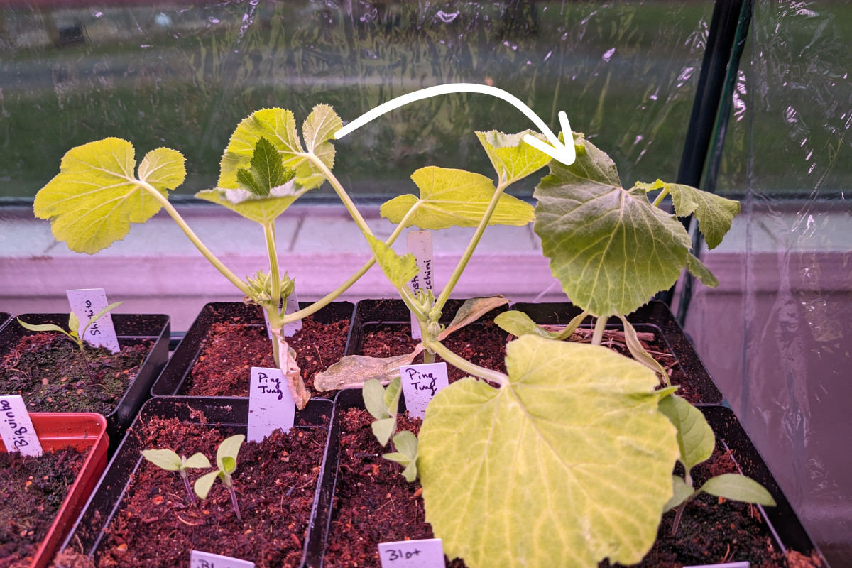 Zucchini seedlings with an arrow pointing to one that spent the night outdoors