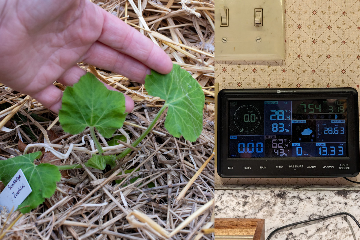Woman's hand holding a zucchini seedling, weather station showing date, time and temp. 
