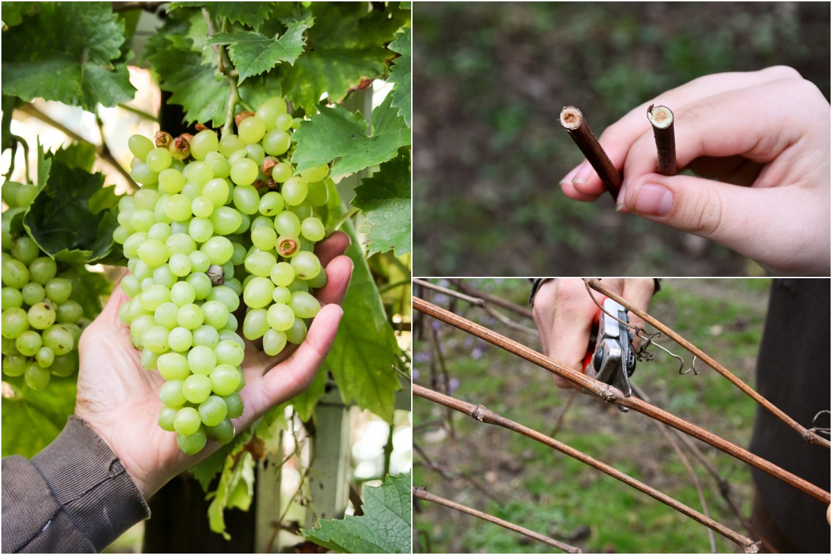 spring-grapevine-jobs.jpg