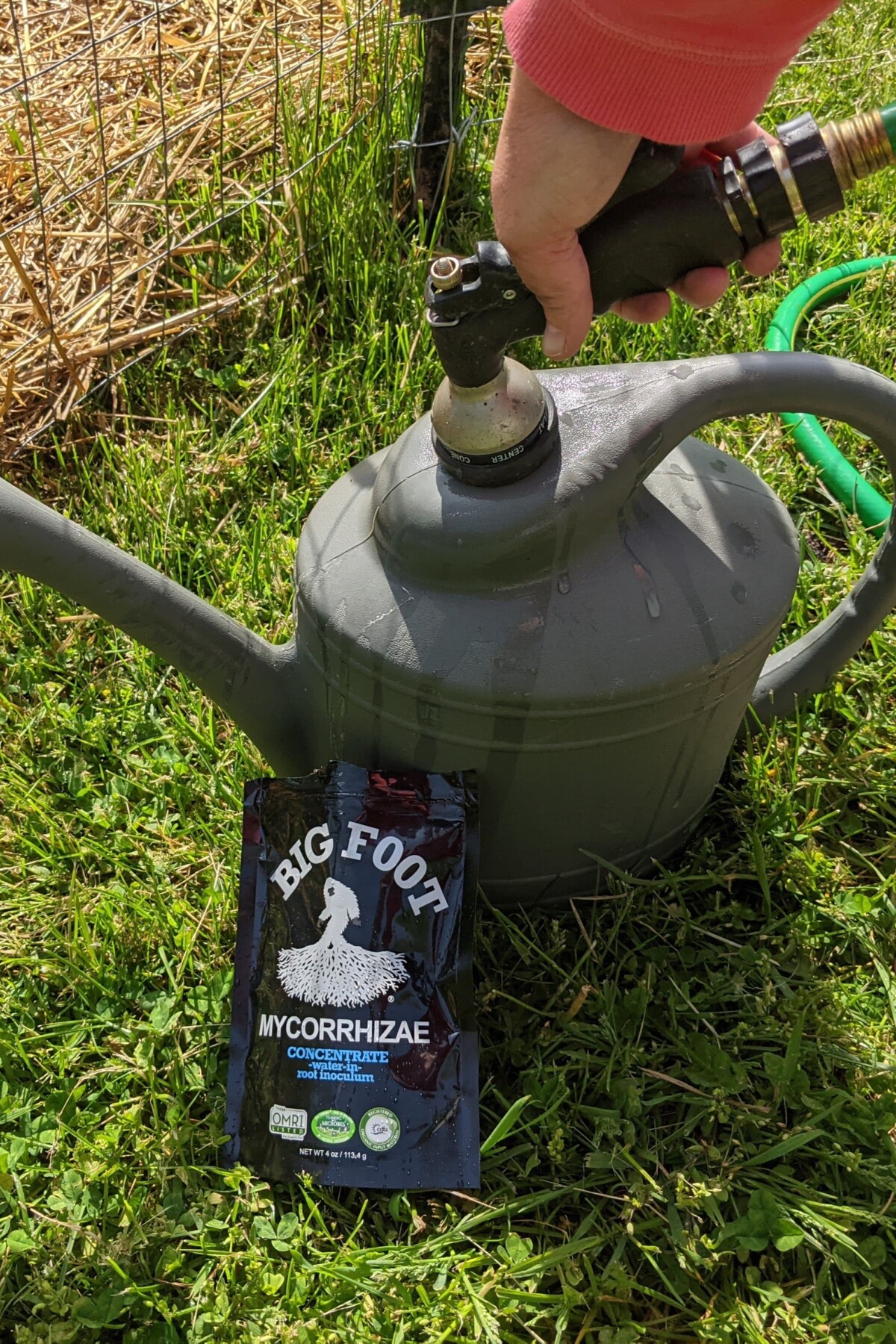 woman's hand filling watering can with a hose, bag of mycorrhizae next to watering can