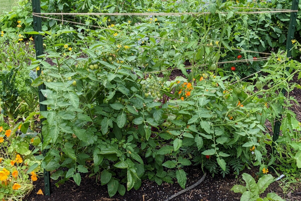 Tomatoes growing in a garden