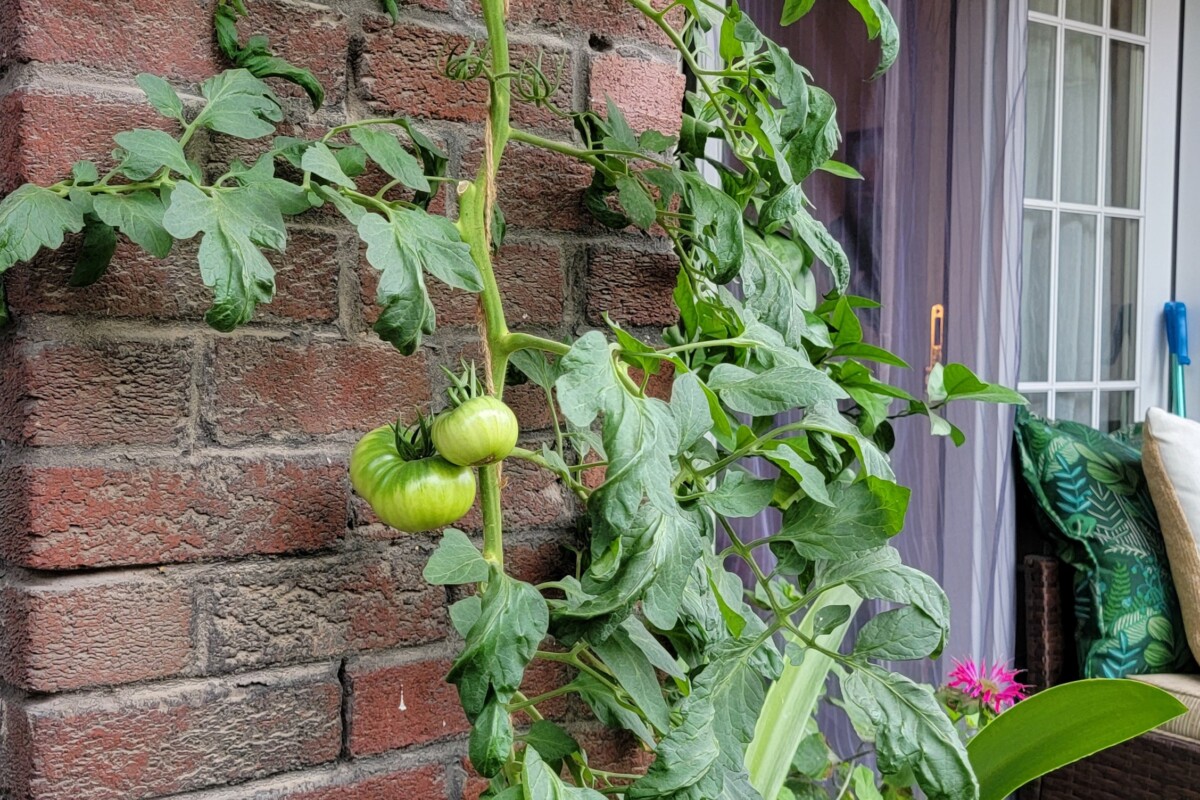 Tomatoes growing up a string