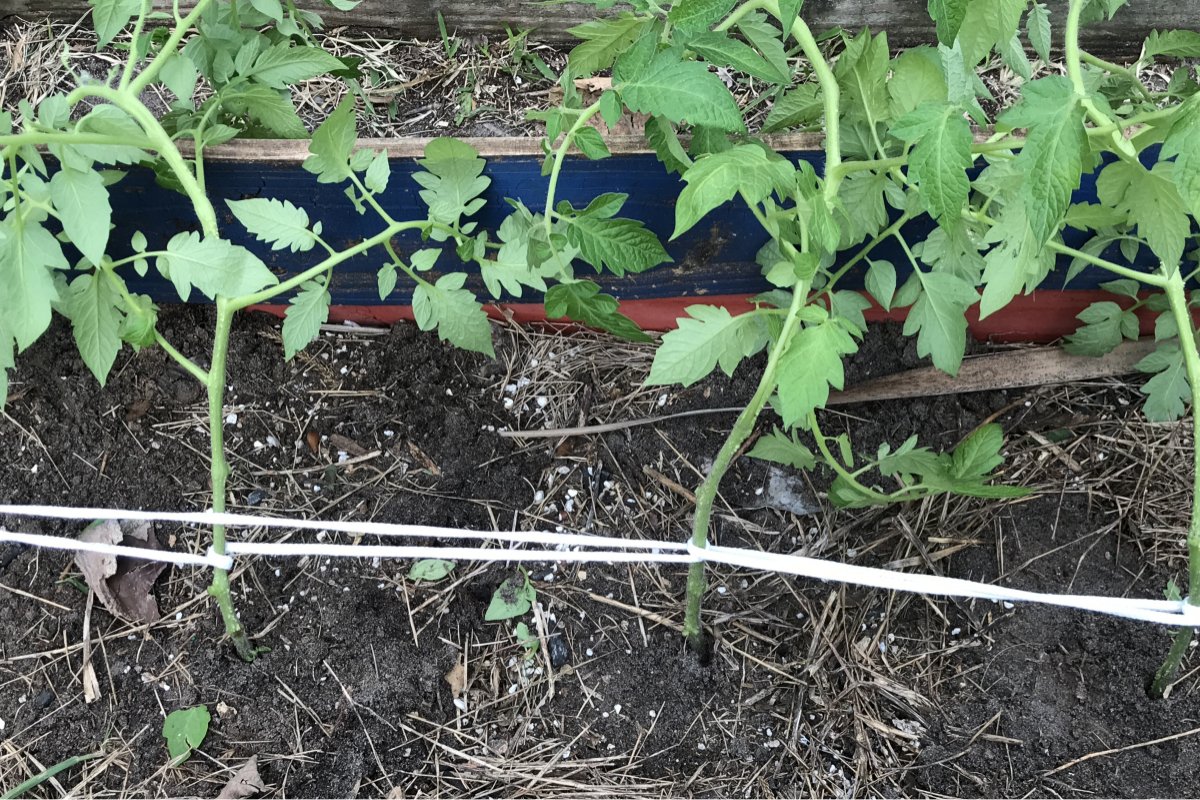 Using a Florida Weave trellis on young tomato plants