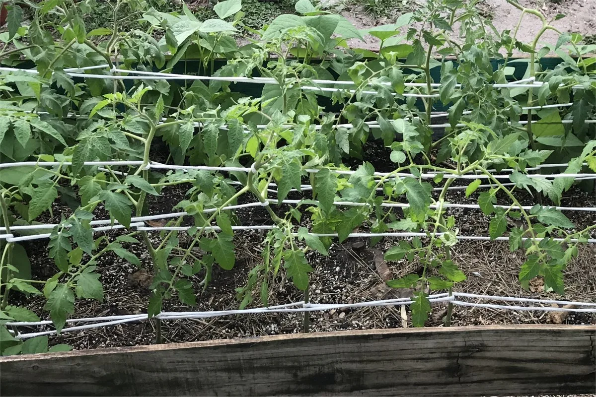 The florida weave the easy trick for fast cheap easy tomato supports