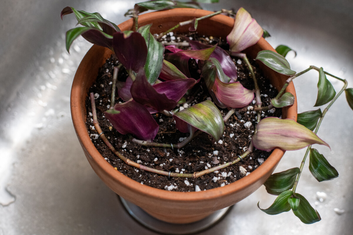 Tradescantia cutting pinned in a spiral on the top of the soil to encourage propagation.