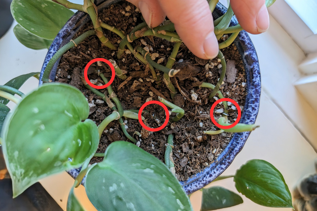 Overhead view of houseplant with stems pinned down with hairpins, red circles highlight the pins