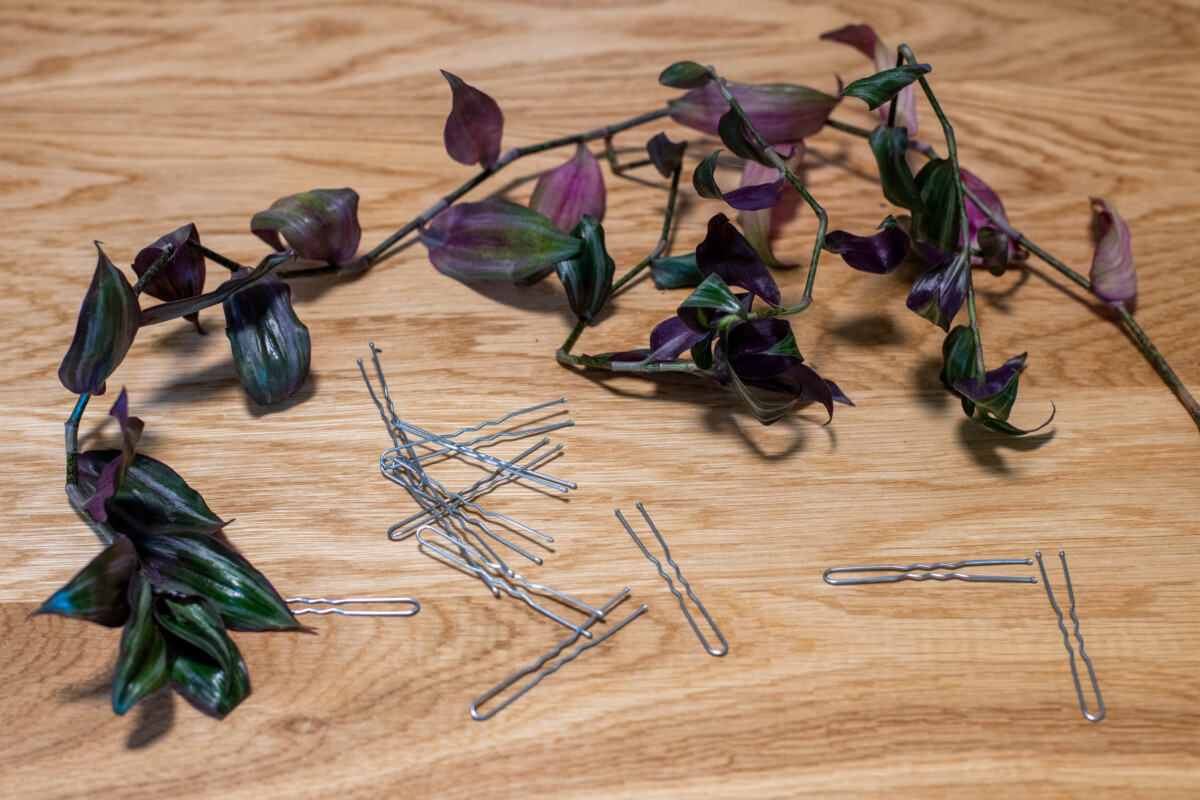 Tradescantia cutting with hairpins lying on a table.