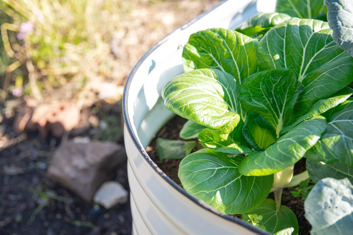 Bok choy growing in a raised bed