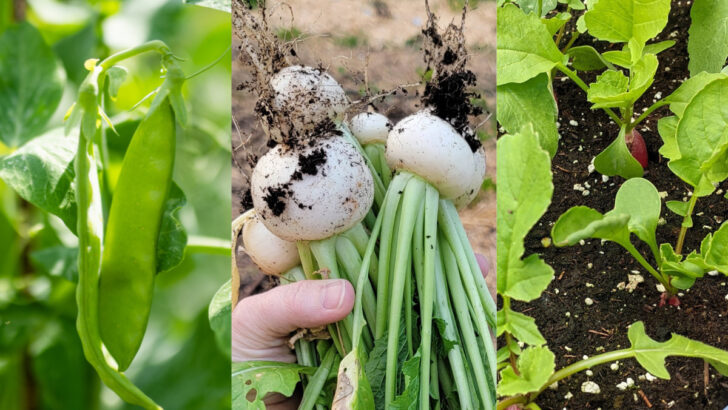 6 Reasons To Grow A Front Yard Vegetable Garden