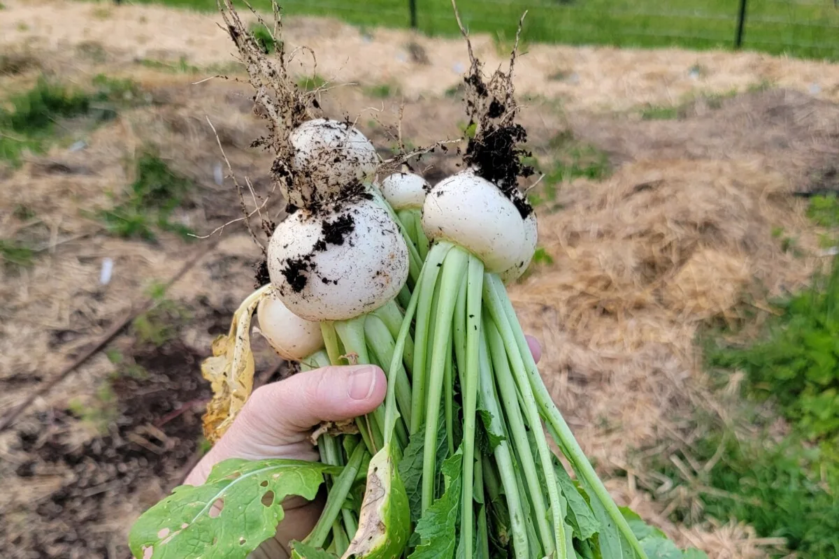 hand holding white turnips