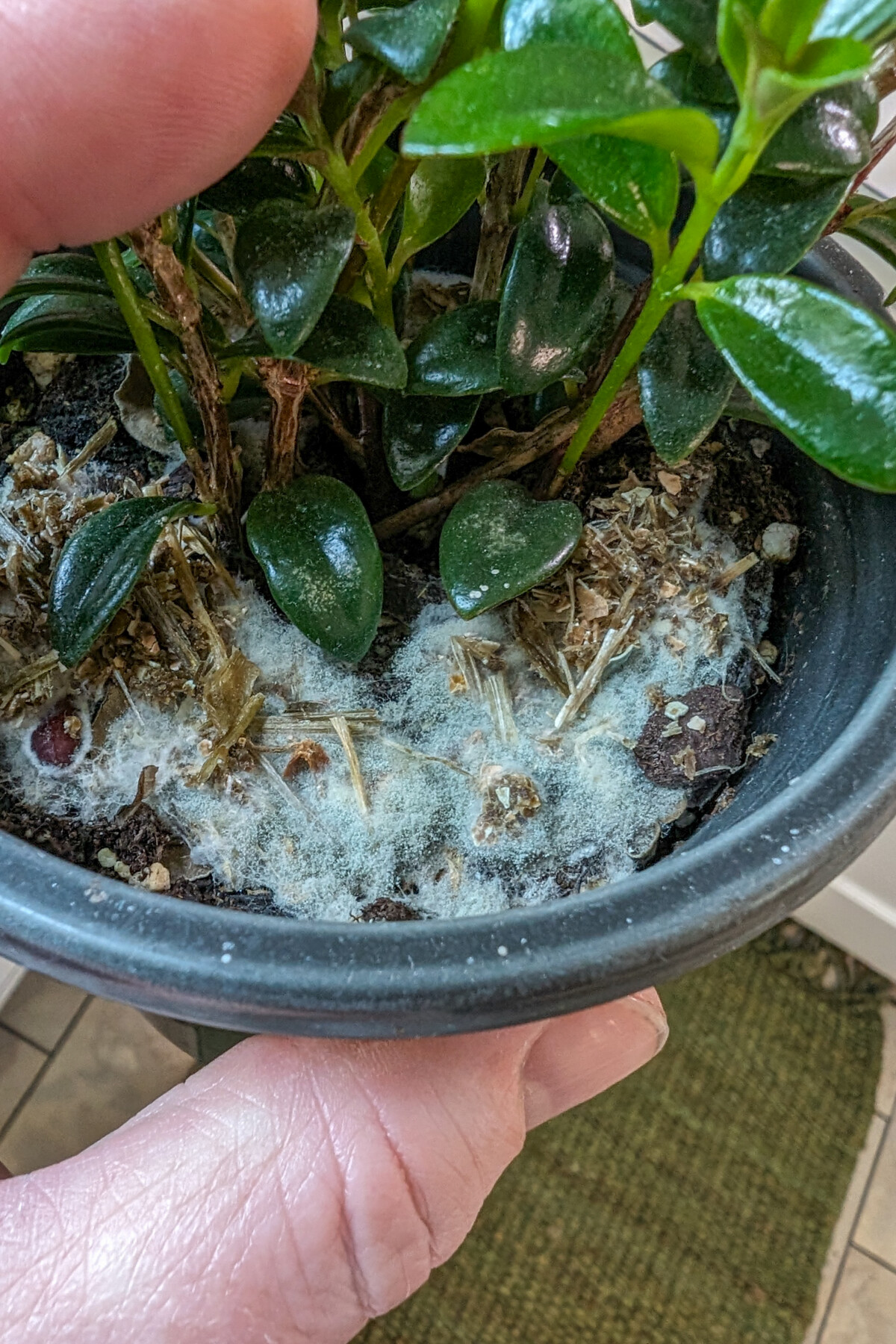 Mold growing on houseplant.