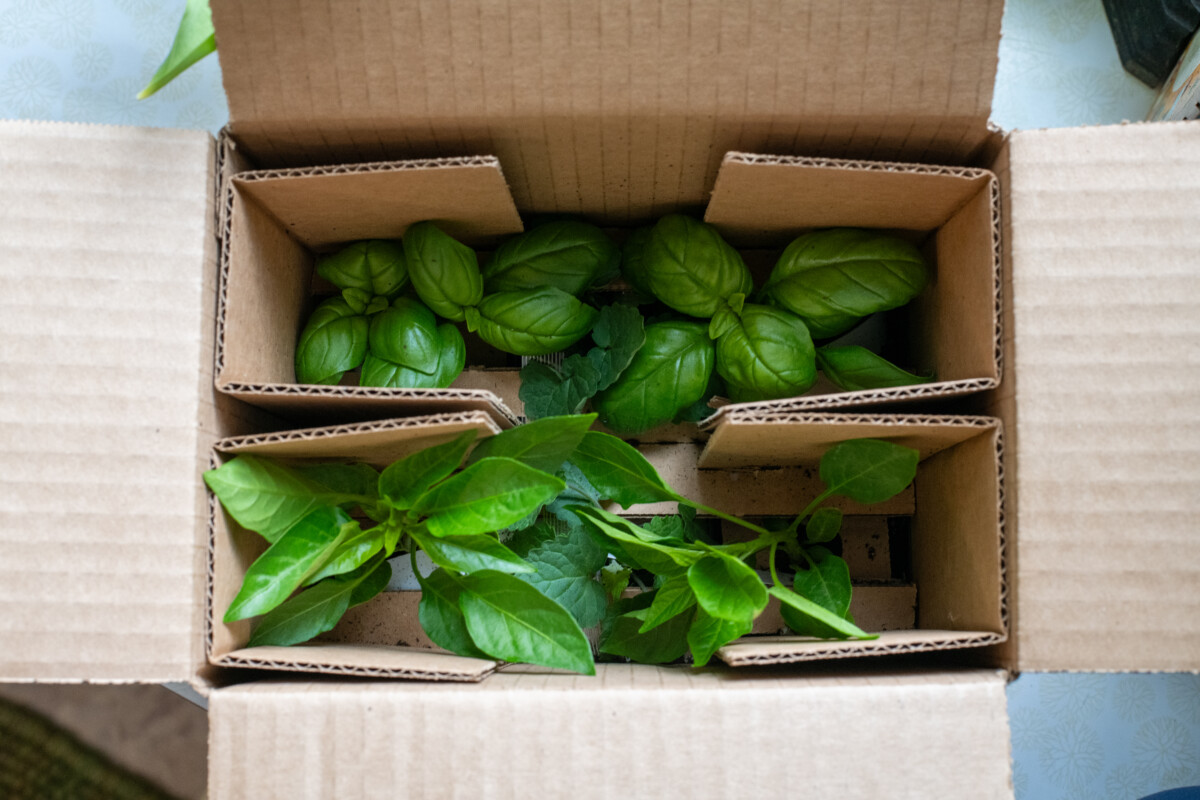 Seedlings packed in a box 