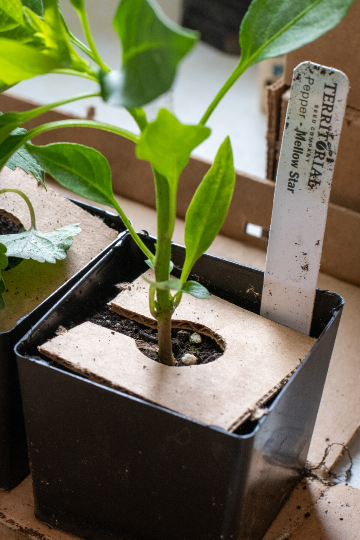 Shishito pepper plant
