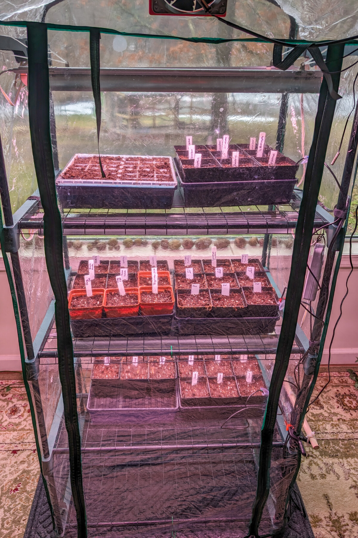 Mini greenhouse with seedlings