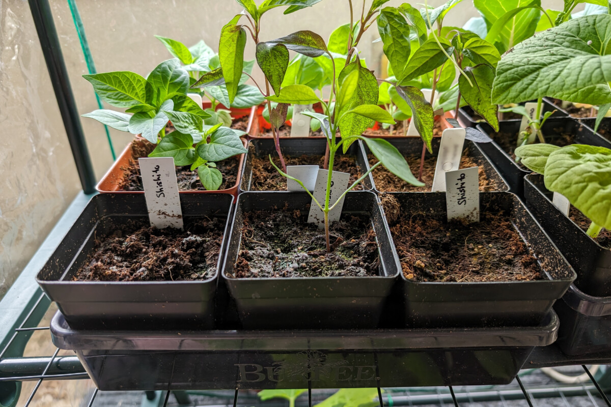 Single shishito plant among three seedling pots