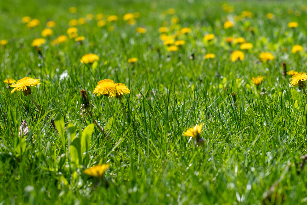 A lawn with dandelions.