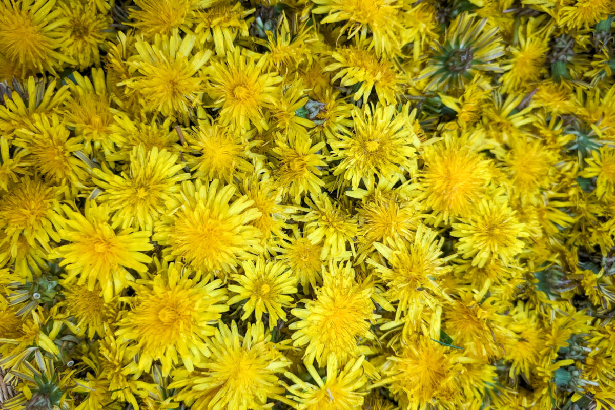 collection of dandelion flowers