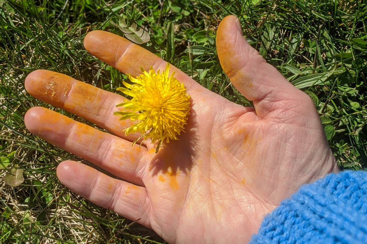 Woman's hand with pollen covered fingers, holding a dandelion.