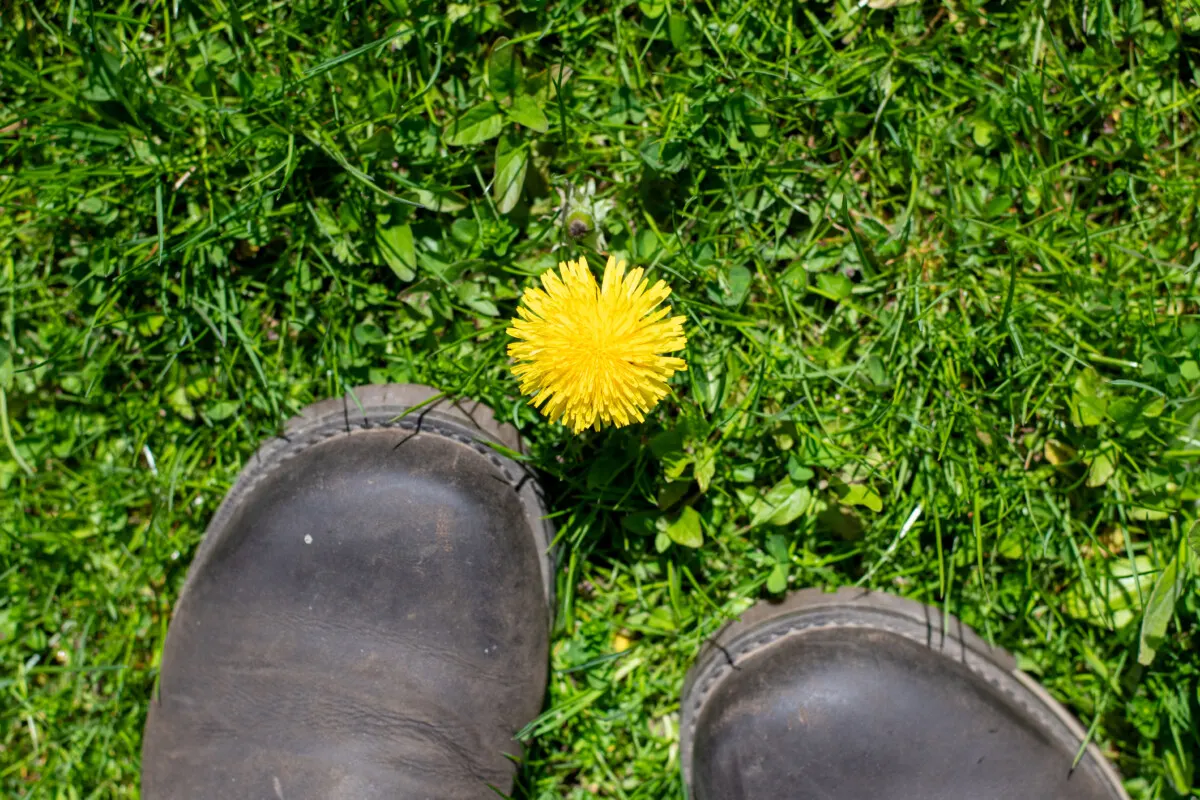 A single dandelion with someone's boots in the photo.