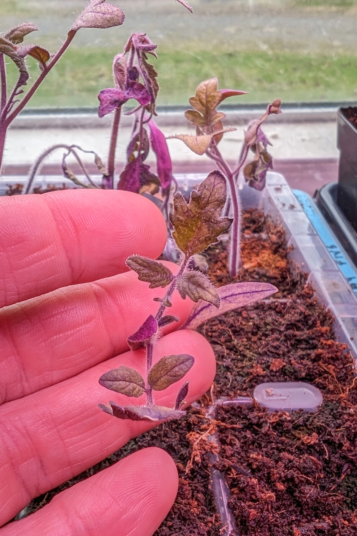 Fingers holding a small tomato seedling that has turned purple