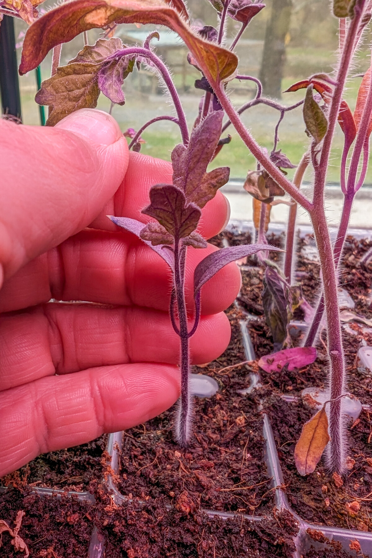 Finger holding a small purple tomato seedling
