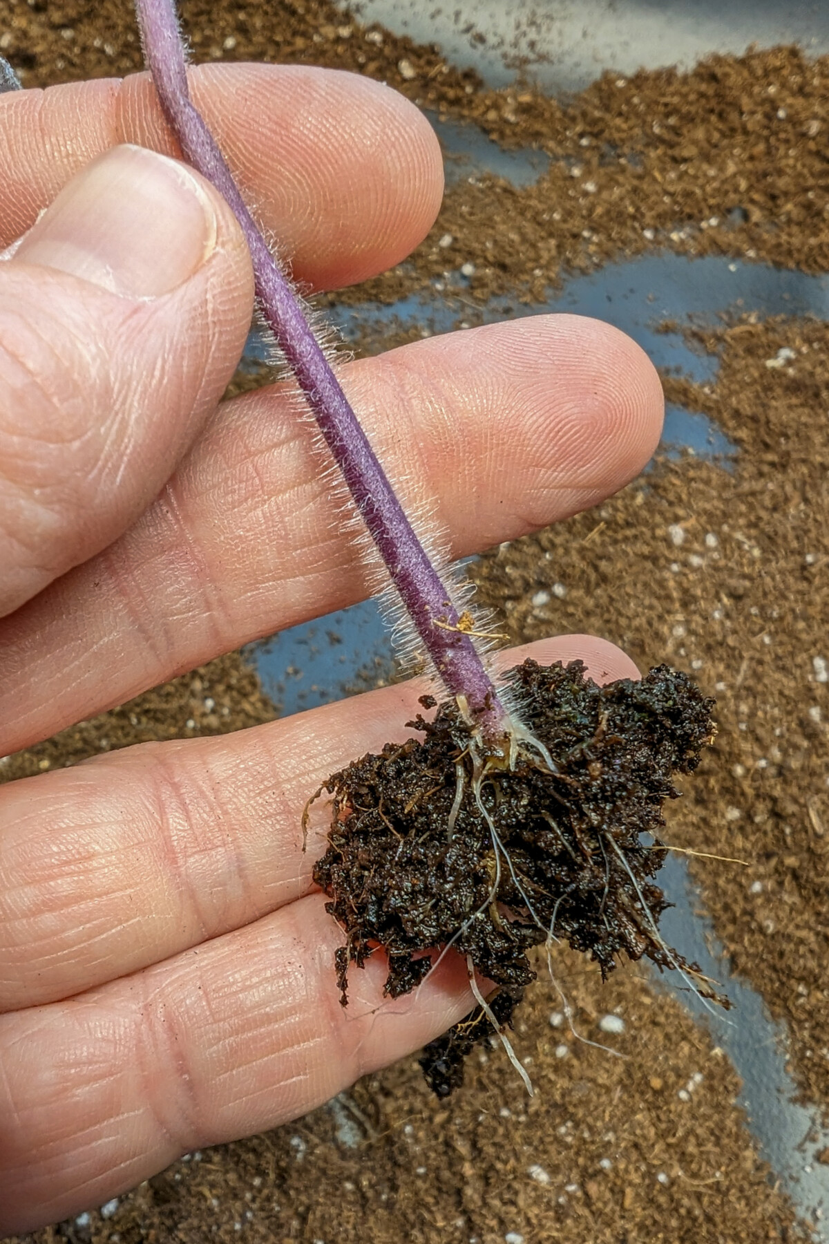 Purple-stemmed tomato seedling