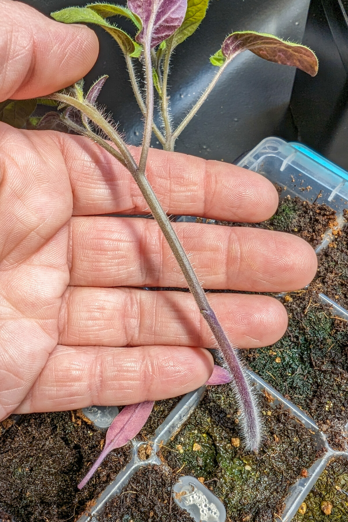 Fingers holding a tomato seedling stem that is recovering from phosphorous deficiency