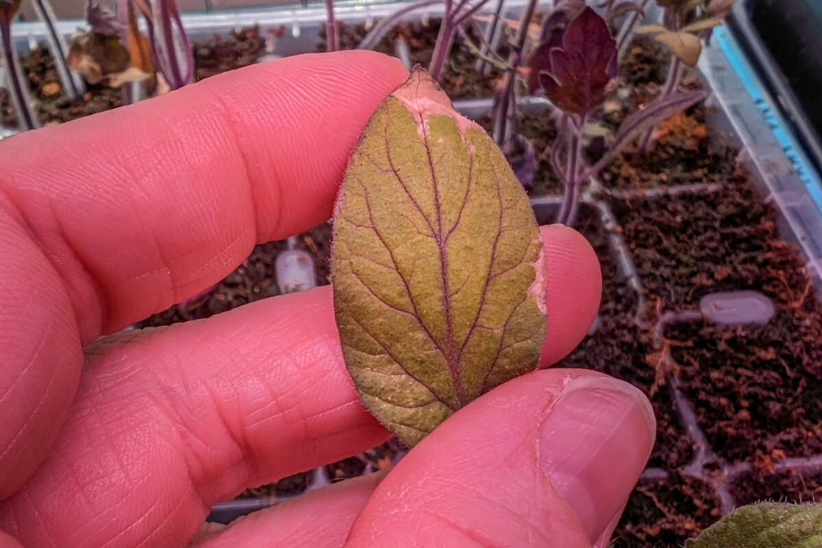 Fingers holding a tomato leaf that has purple veins from a phosphorous deficiency. 
