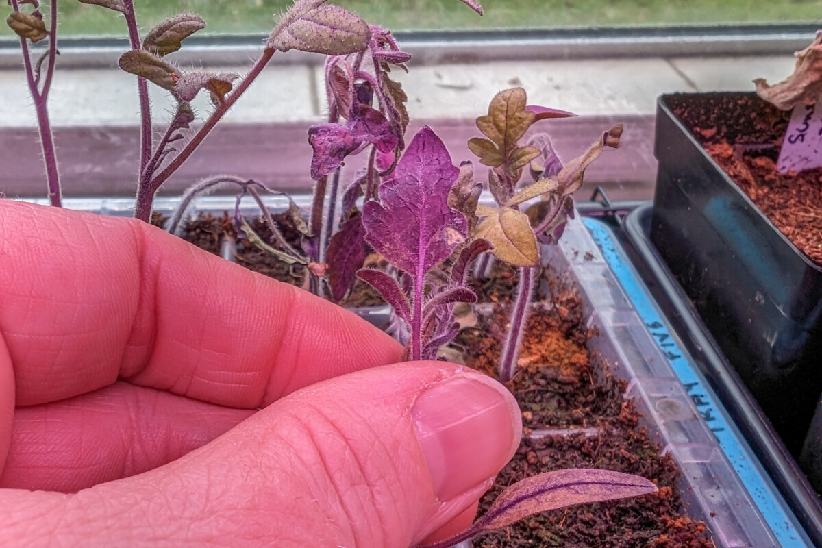Woman's hand holding a purple tomato seedling between her fingers