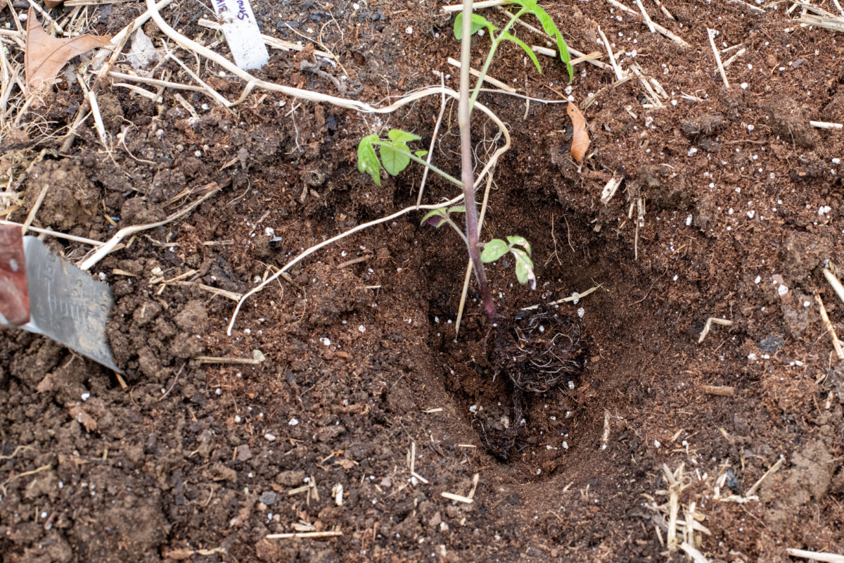 tomato seedling in hole