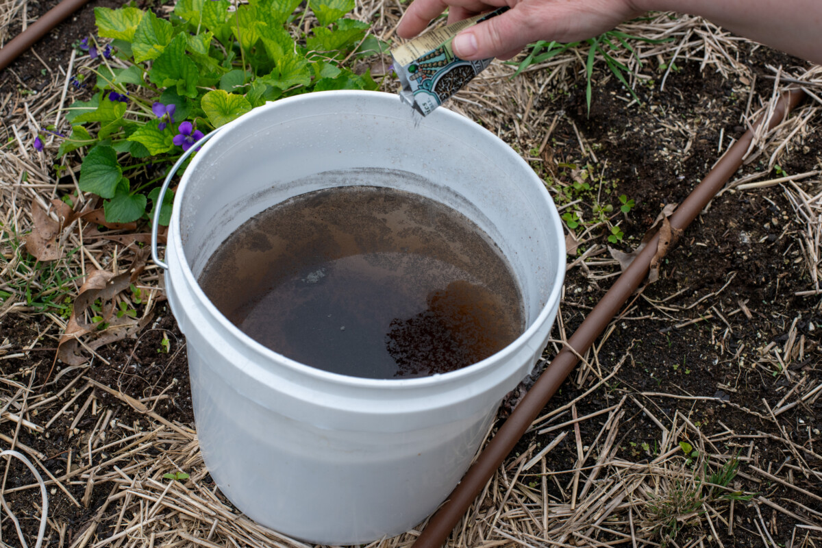 Hand pouring mycorrhiza into bucket of water