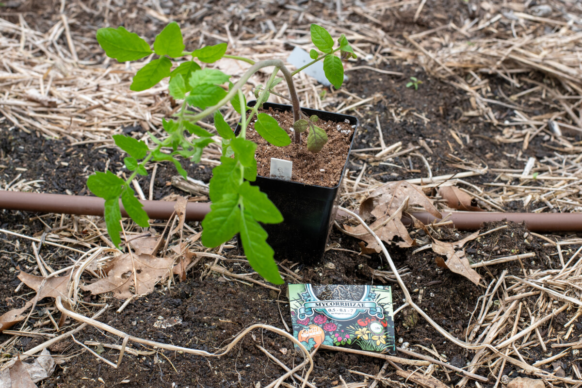Tomato seedling next to a packet of mycorrhiza