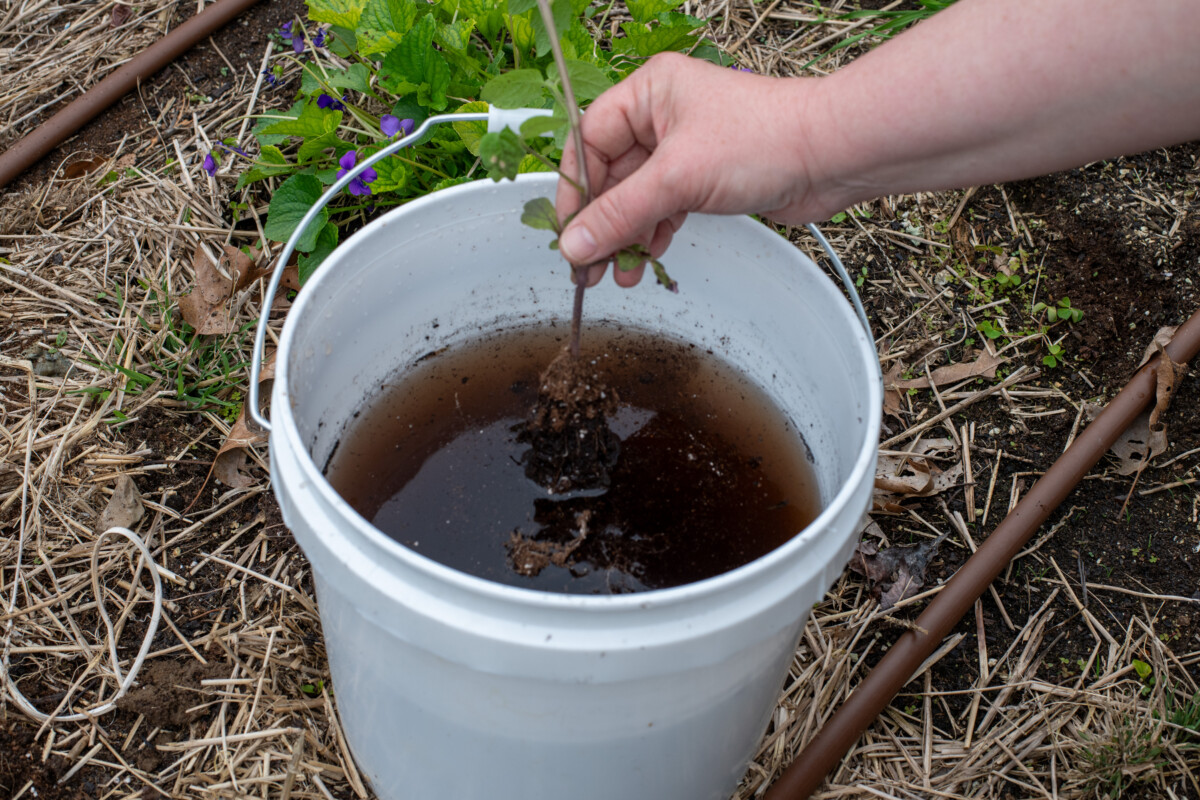 Hand putting tomato seedling into mycorrhiza water