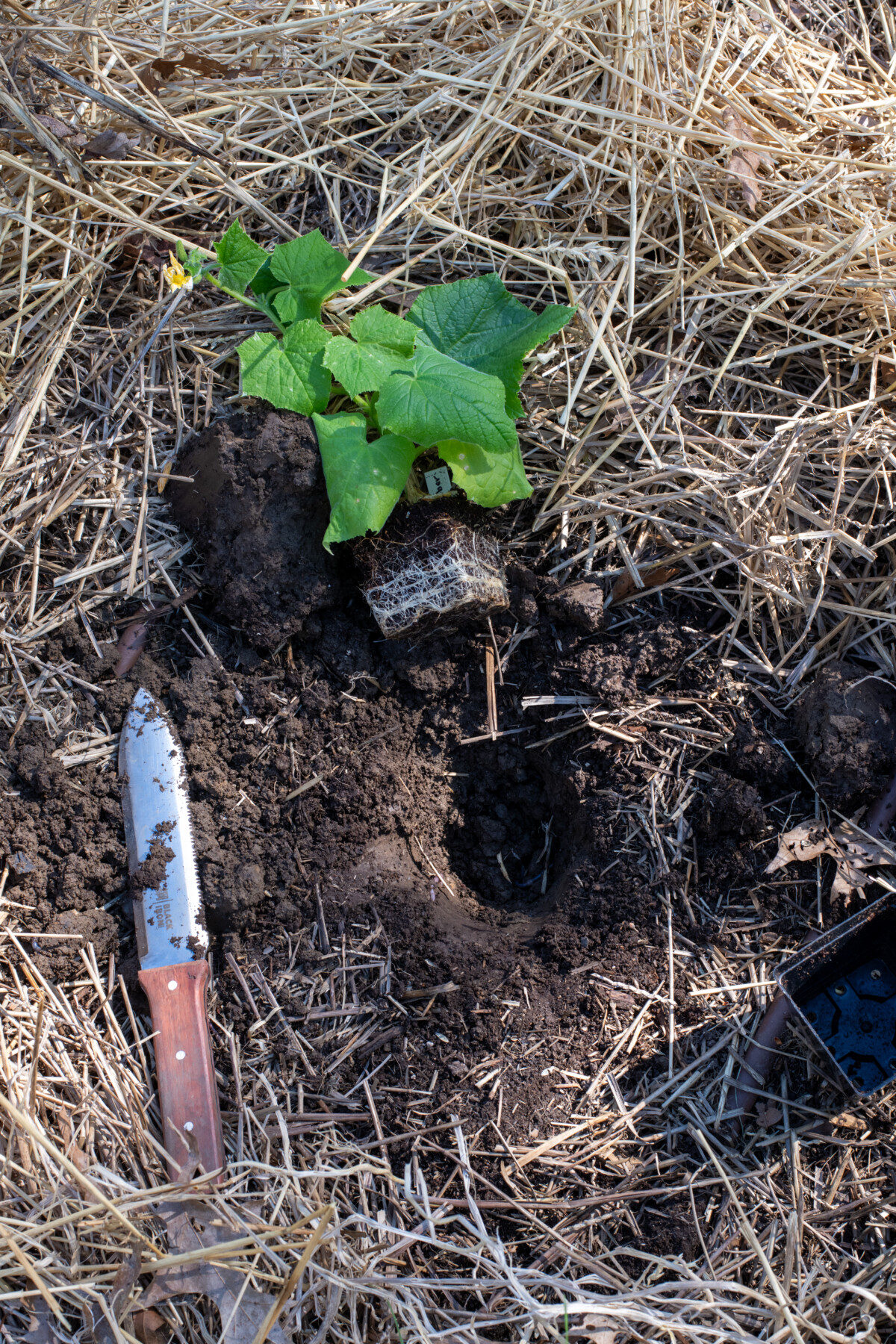 hole dug for cucumber seedling