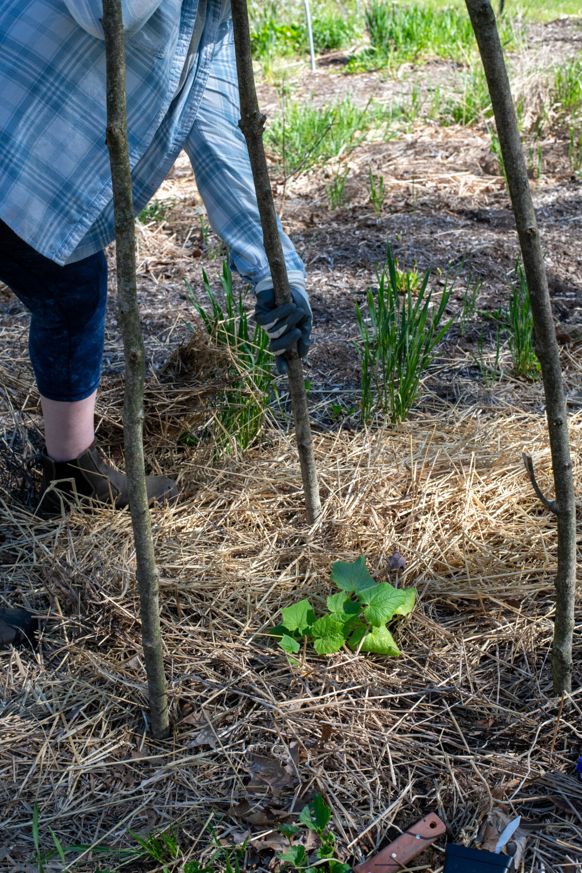 Woman pushing long stick into the ground for cucumber trellis