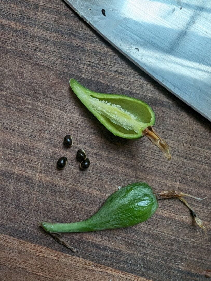 How to Collect & Grow Daffodils from Seed (& Why You Should Try It)