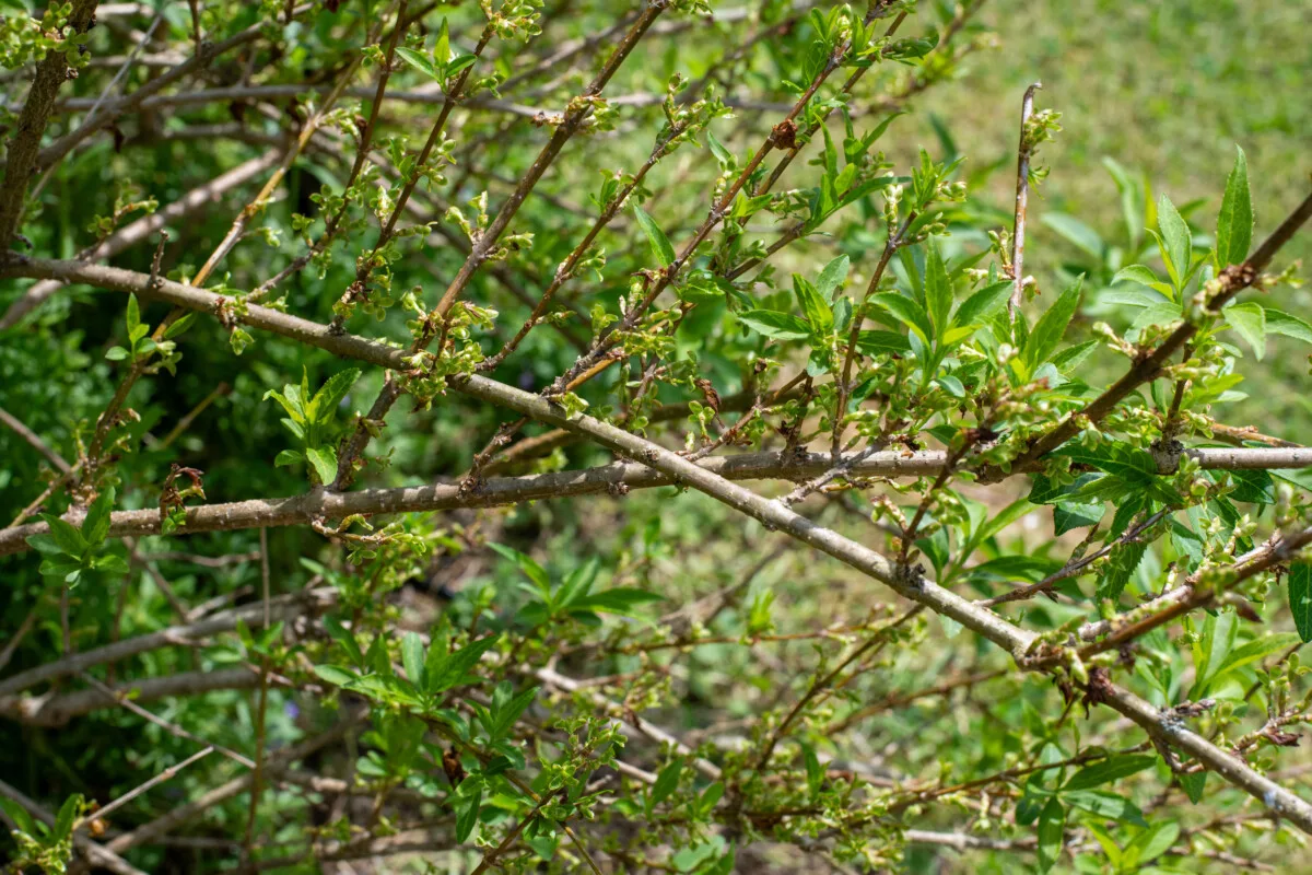The One Thing Every Forsythia Owner Needs to Do In May