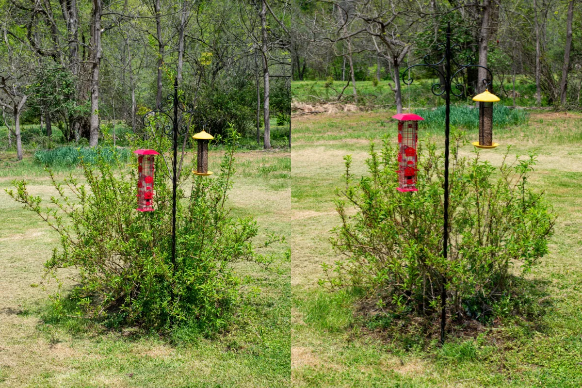 Collage of forsythia bush before and after pruning