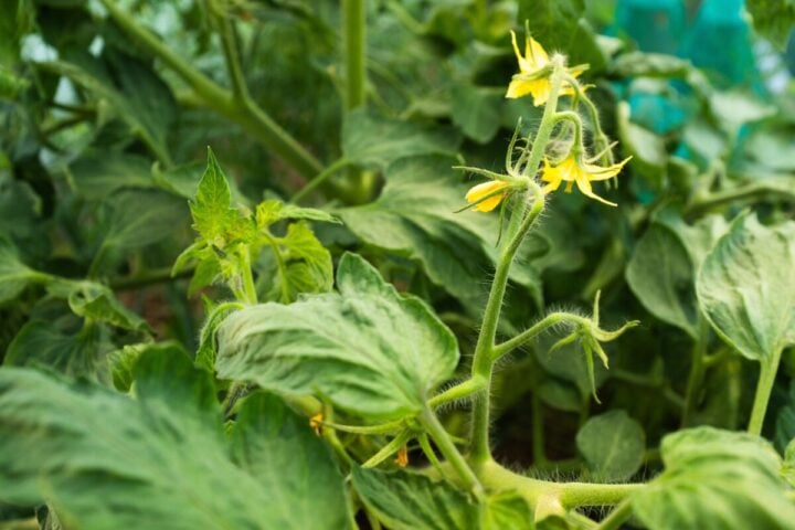The Problem With Topping Tomatoes