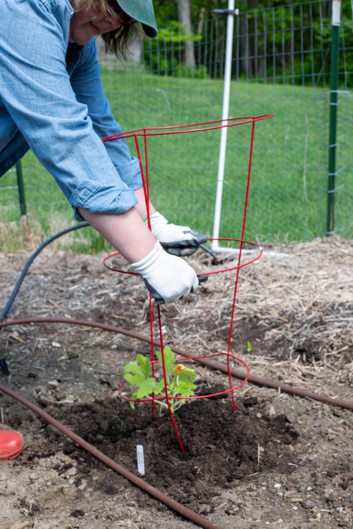 Woman pushing tomato cage into soil