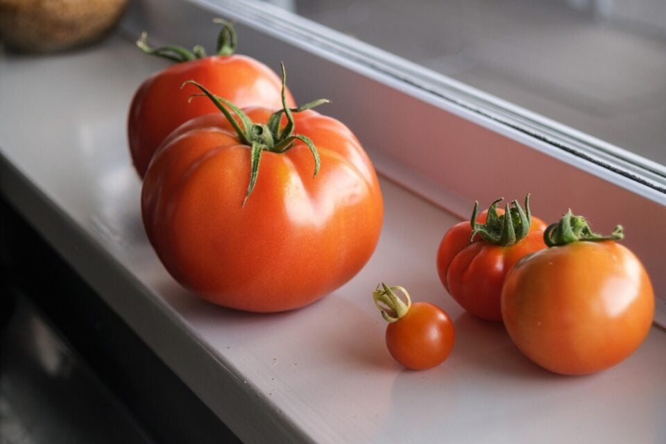 The Perfect Time to Pick Tomatoes Isn't When You'd Expect