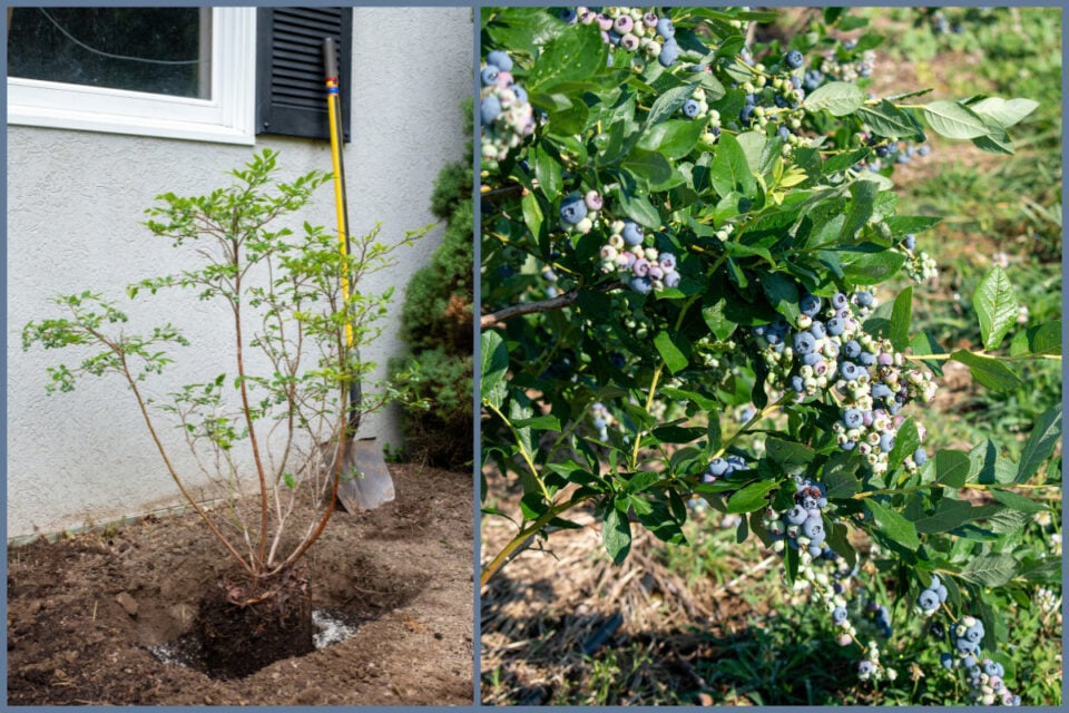 The Complete Guide to Planting Blueberry Bushes + Instantly Acidify