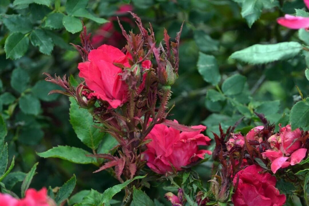 10 Problems That Can Seriously Harm Your Roses & How To Fix Them