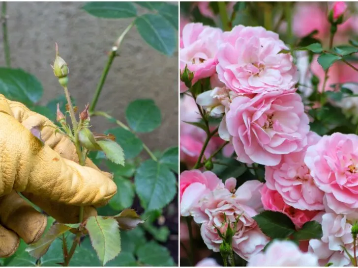 Triple Your Rose Blooms This Summer With These Simple Tricks